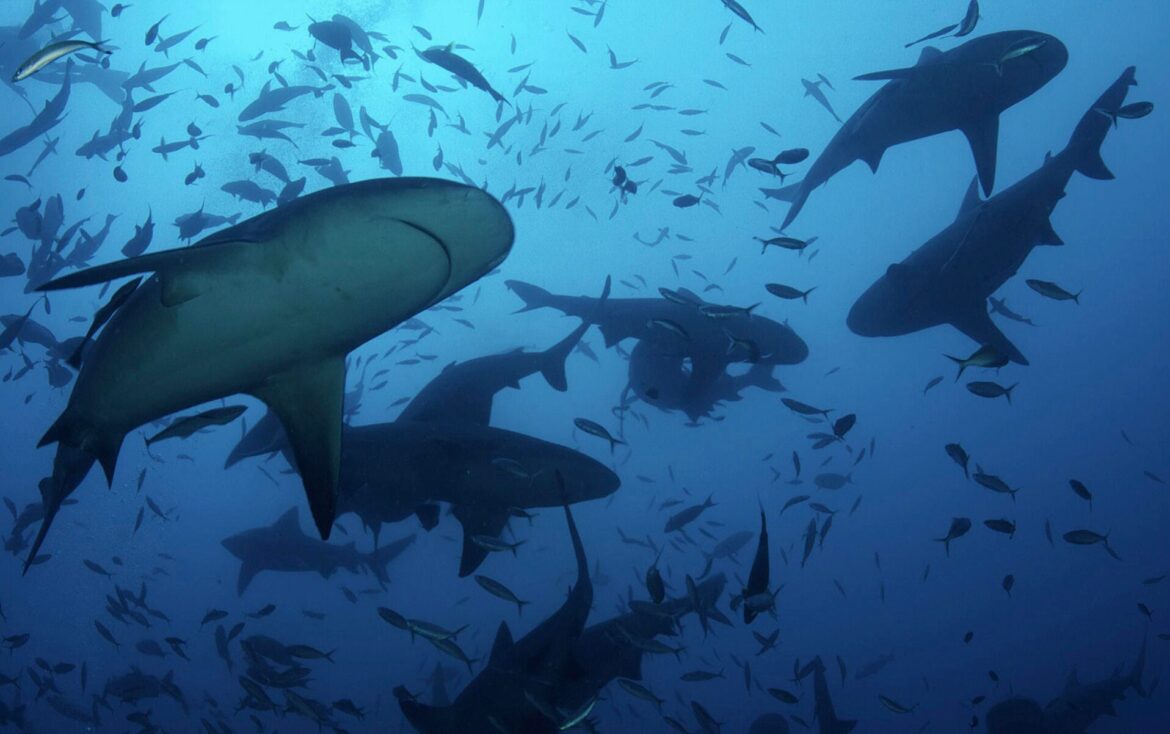 Swimming with Sharks